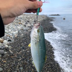 サーフでキジハタ