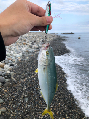 サーフでキジハタ