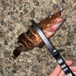 ライトロックゲーム