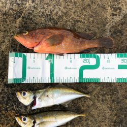 2021 佐渡ヶ島ライトゲーム