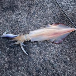 ケンサキイカ調査