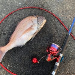 まさかの初ショアレッド！