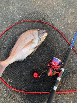 まさかの初ショアレッド！