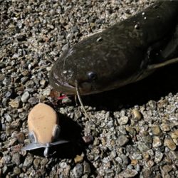 ハンドメイドルアーでナマジング