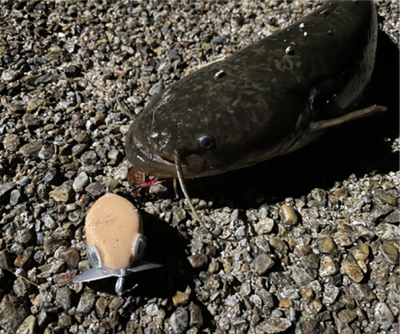 ハンドメイドルアーでナマジング