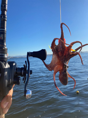 HS蛸散歩。11杯。。