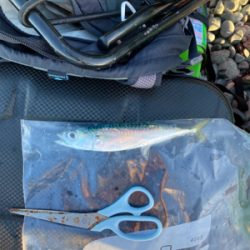 弓角釣れました。