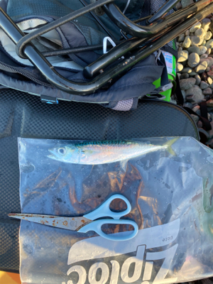 弓角釣れました。