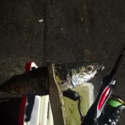 アジング練習　311