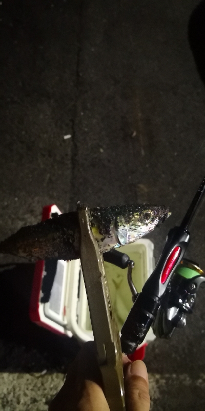 アジング練習　311