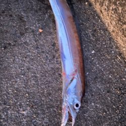 ベイトっけはなかったけど、