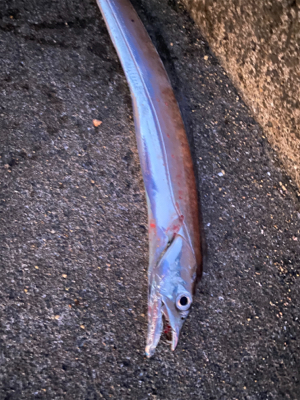 ベイトっけはなかったけど、