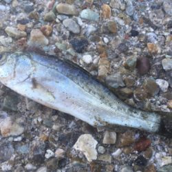 海草天秤に海草が‥