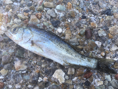 海草天秤に海草が‥