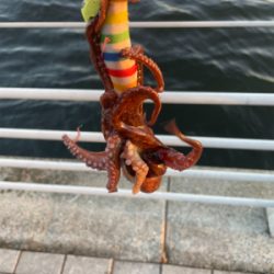 南港タコ釣り
