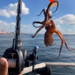 今朝もHC蛸散歩。11杯1815g。。