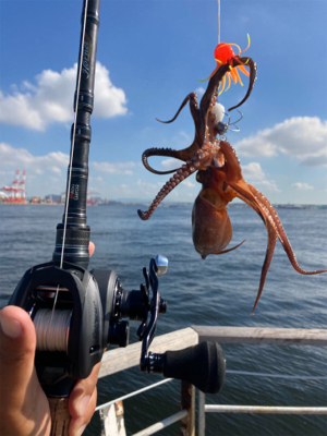 今朝もHC蛸散歩。11杯1815g。。