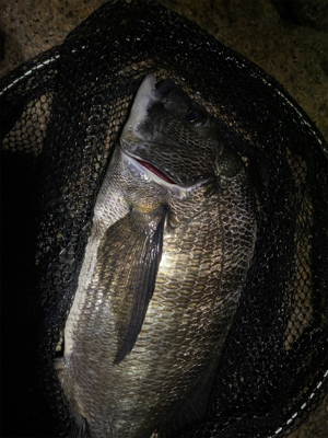 連休雨なら降る前に釣りへ