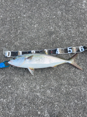 ショアジギング