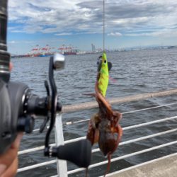 強風＆潮流に泣かされ何とか3杯。。。