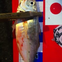 アジング練習 312 豆鯵