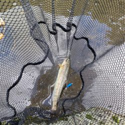 黒保根渓流フィッシングさんでミノーイング