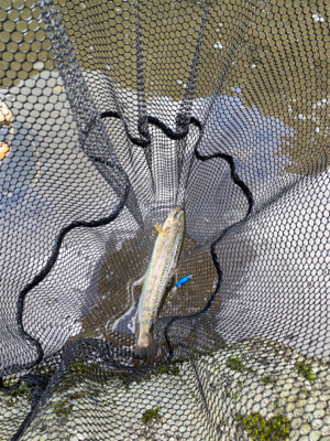 黒保根渓流フィッシングさんでミノーイング