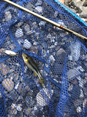 釣りキャン&ネイティブトラウト