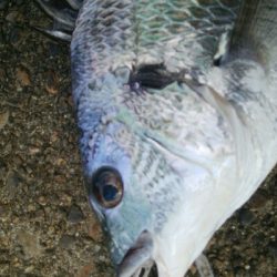 『釣りデビュー♬♬♬』219