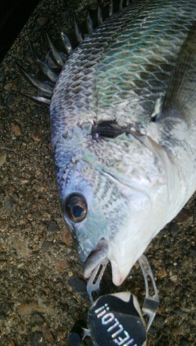 『釣りデビュー♬♬♬』219