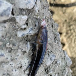 初めてのハゼ釣り