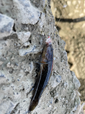 初めてのハゼ釣り