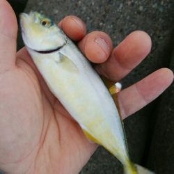 キス　ツバイソ　小鯛