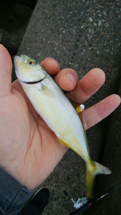 キス　ツバイソ　小鯛