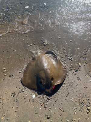 えいがんちょう