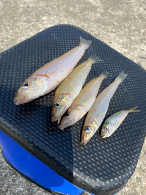 灼熱堤防でキス