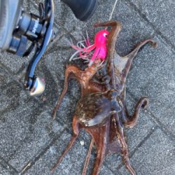 サイズが萎んだHC蛸散歩。6杯。。