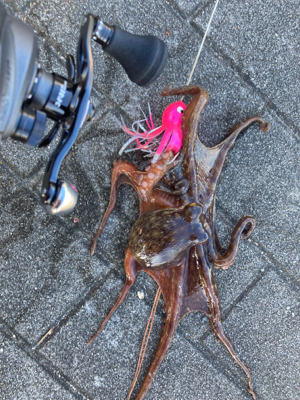 サイズが萎んだHC蛸散歩。6杯。。