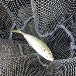 釣り場が減ってます…