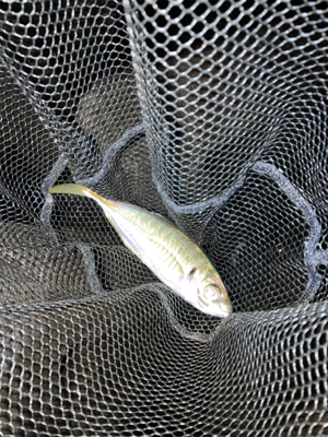 釣り場が減ってます…