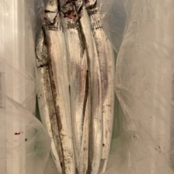 太刀魚ジギング