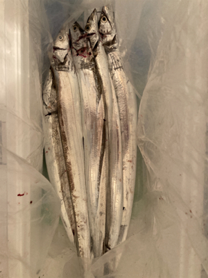 太刀魚ジギング