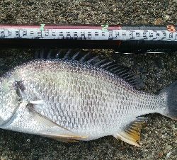 『釣りデビュー(^o^』220