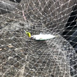 釣り人あるある