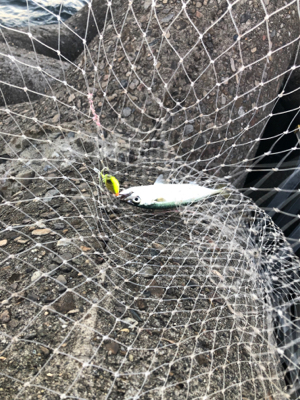 釣り人あるある