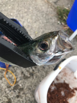 仕事終わりに釣りに行きました