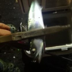 アジング練習　313