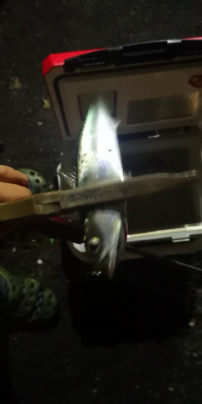 アジング練習　313