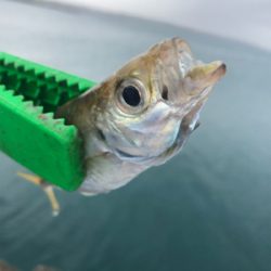 本日は不漁でした