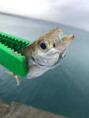 本日は不漁でした